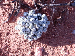 Crassula corallina