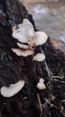 Crepidotus applanatus