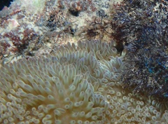 Stichodactyla helianthus