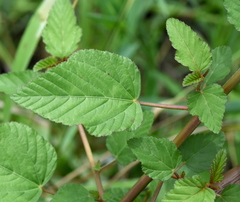 Melochia corchorifolia