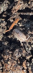 Armadillidium nasatum