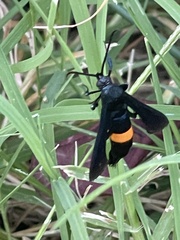 Synanthedon exitiosa