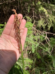 Platanthera psycodes