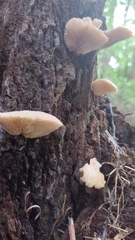 Crepidotus applanatus