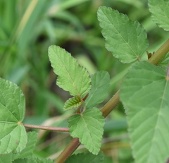 Melochia corchorifolia