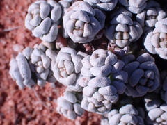 Crassula corallina