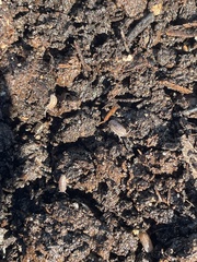 Armadillidium nasatum