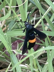 Synanthedon exitiosa