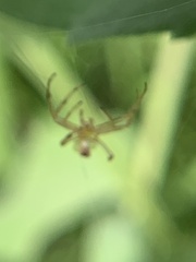Araneus pegnia
