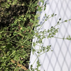 Arenaria serpyllifolia