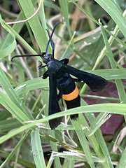 Synanthedon exitiosa