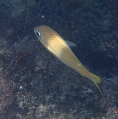 Haemulon flavolineatum