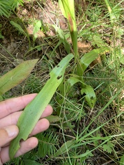 Platanthera psycodes