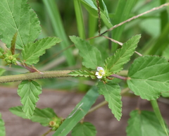 Melochia corchorifolia
