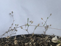 Arenaria serpyllifolia