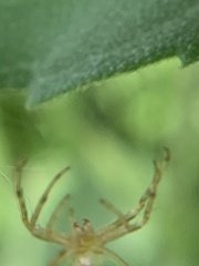 Araneus pegnia