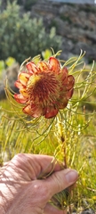 Protea pityphylla