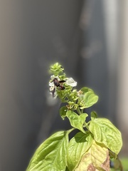 Pachodynerus erynnis