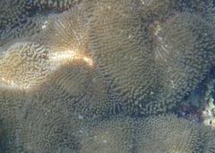 Stichodactyla helianthus