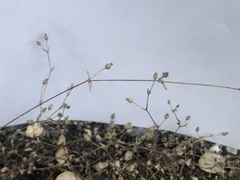 Arenaria serpyllifolia