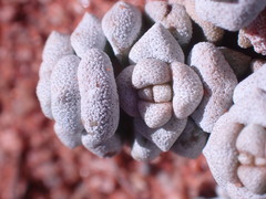 Crassula corallina
