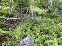 Stereocaulon saxatile