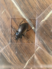 Carabus nemoralis