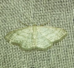 Idaea subsericeata