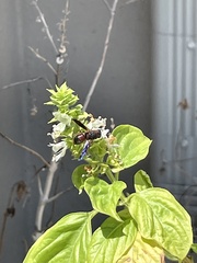 Pachodynerus erynnis