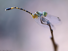 Nannophlebia injibandi