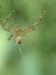 Araneus pegnia