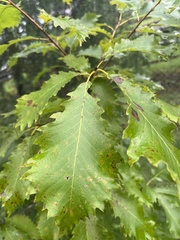 Quercus muehlenbergii