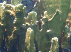 Millepora complanata