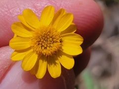 Thymophylla pentachaeta