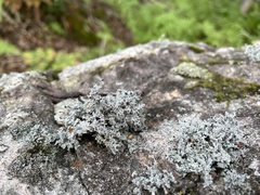 Stereocaulon saxatile