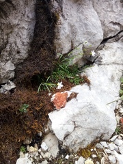 Heliosperma pusillum