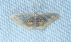 Idaea scintillularia