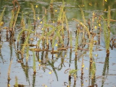 Hippuris vulgaris