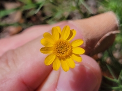 Thymophylla pentachaeta