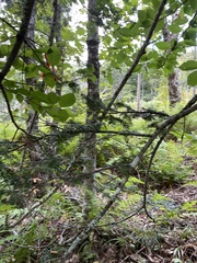 Betula alleghaniensis
