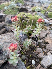 Rhodiola