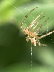 Araneus pegnia