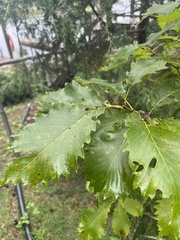 Quercus muehlenbergii