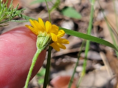 Thymophylla pentachaeta