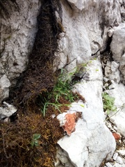 Heliosperma pusillum