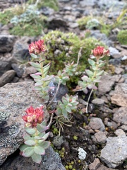 Rhodiola