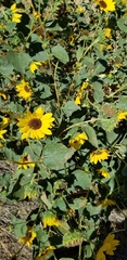 Helianthus
