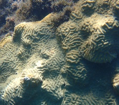 Pseudodiploria clivosa