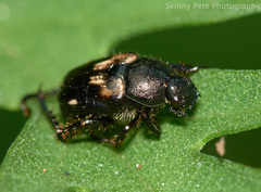 Strigoderma pygmaea