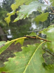 Quercus muehlenbergii